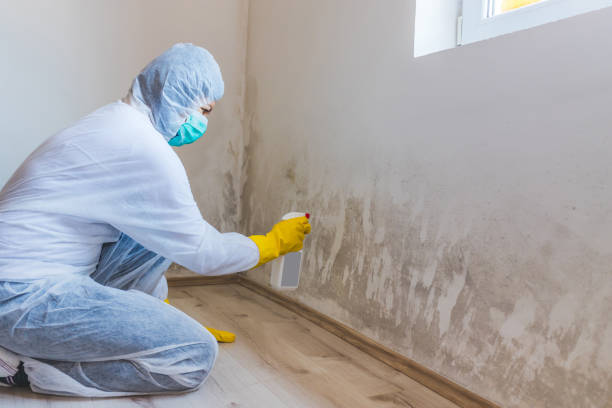 Licensed Attic Mold Remediation service in Emerson, NJ - Car Mold Remediation