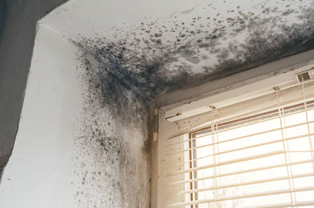 Affordable Attic Mold Remediation solutions in Emerson, NJ